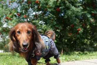 15 Funny Things About Dachshunds Only Owners Will Understand