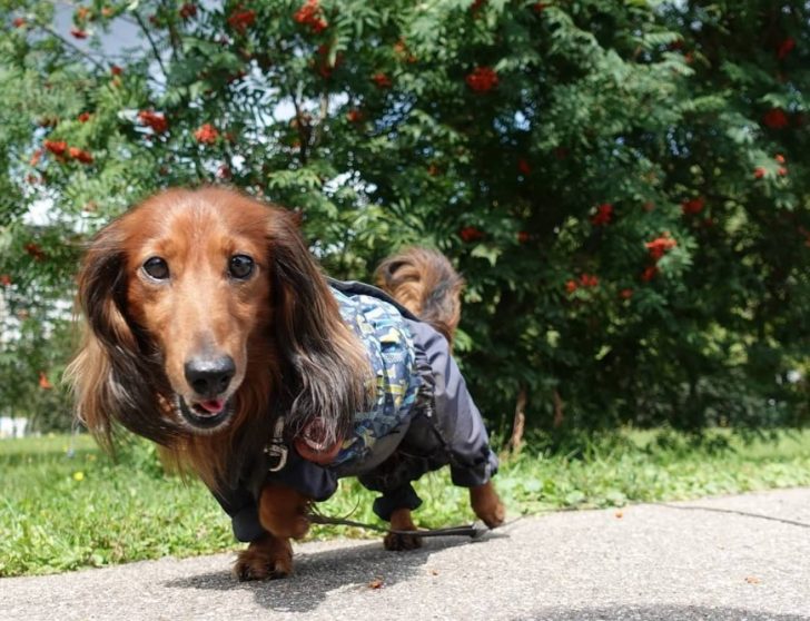 15 Funny Things About Dachshunds Only Owners Will Understand