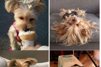 18 Reasons You Should Never Adopt A Yorkshire Terrier