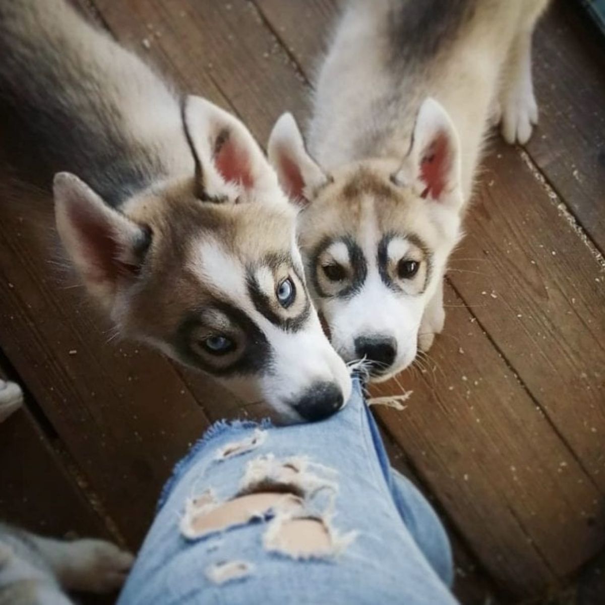 14 Reasons You Should Avoid Huskies At All Costs