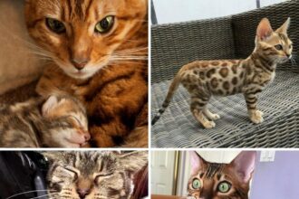 15 Reasons Why You Should Never Own Bengal Cats