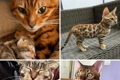 15 Reasons Why You Should Never Own Bengal Cats