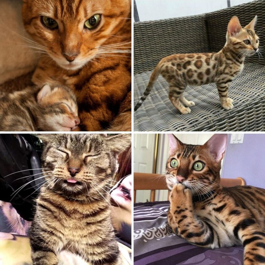 15 Reasons Why You Should Never Own Bengal Cats