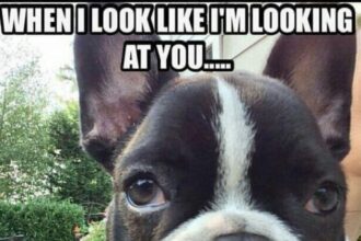 14 Best French Bulldog Memes That Will Make You Laugh