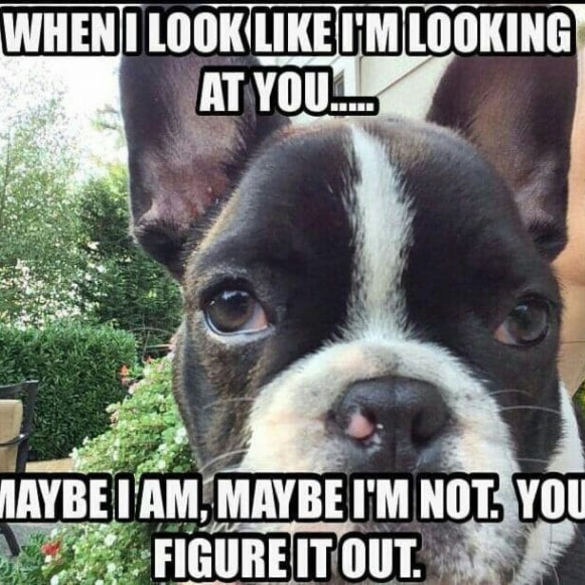 14 Best French Bulldog Memes That Will Make You Laugh