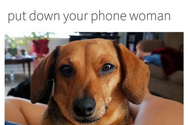 15 Funny Dachshund Memes That Will Make You Laugh!