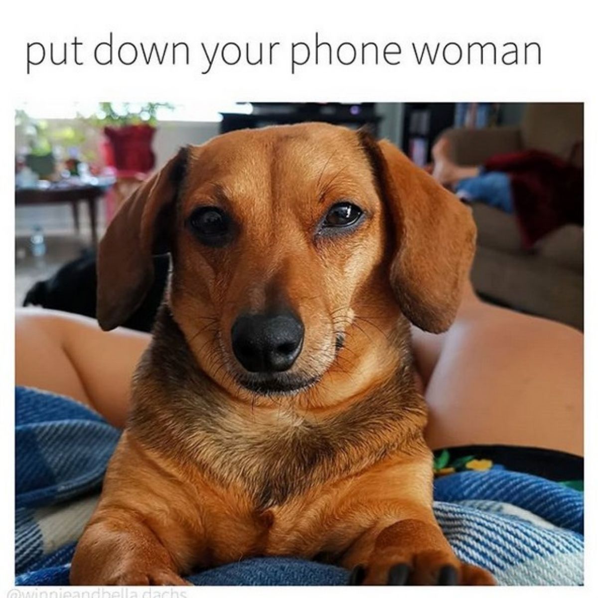 15 Funny Dachshund Memes That Will Make You Laugh!