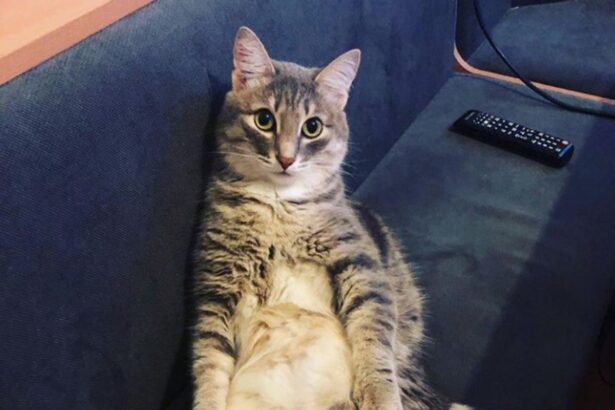 15 Funniest Cats Ever Will Make You Laugh Right MEOW!