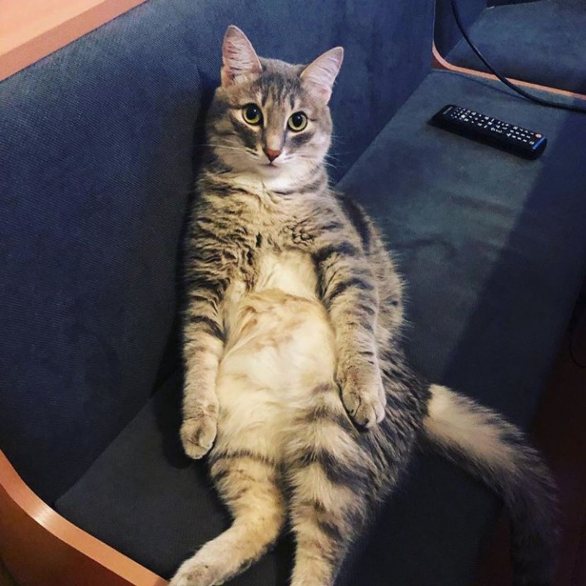 15 Funniest Cats Ever Will Make You Laugh Right MEOW!