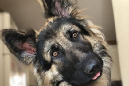 21 Reasons To Never Have A German Shepherd As A Pet