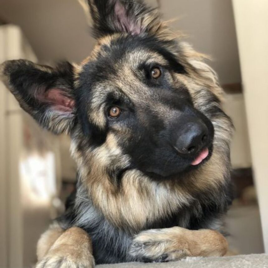 21 Reasons To Never Have A German Shepherd As A Pet