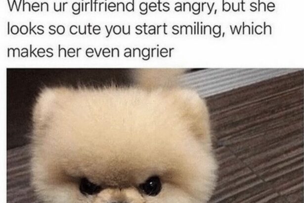 15 Funny Pomeranian Memes That Will Make Your Day!