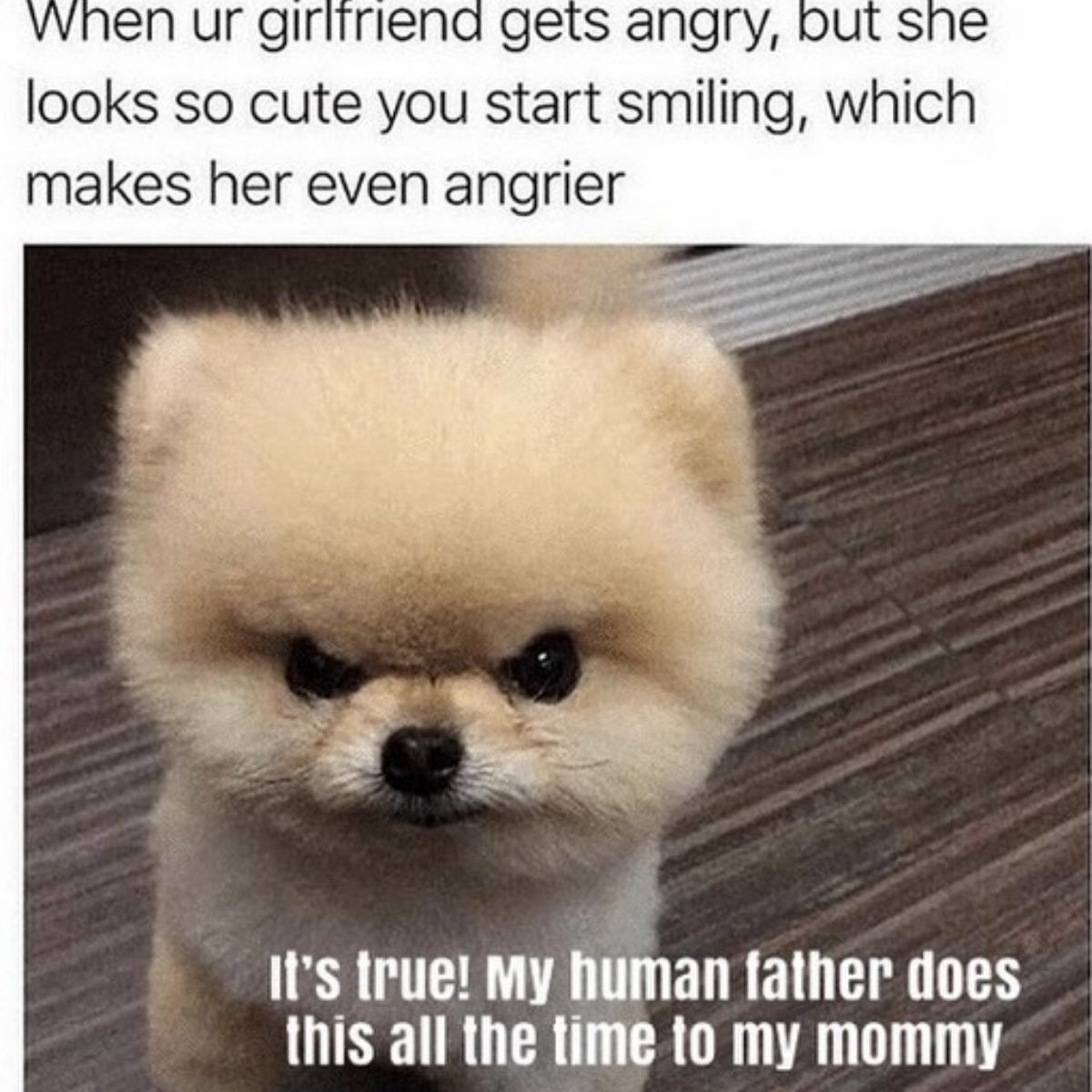 15 Funny Pomeranian Memes That Will Make Your Day!