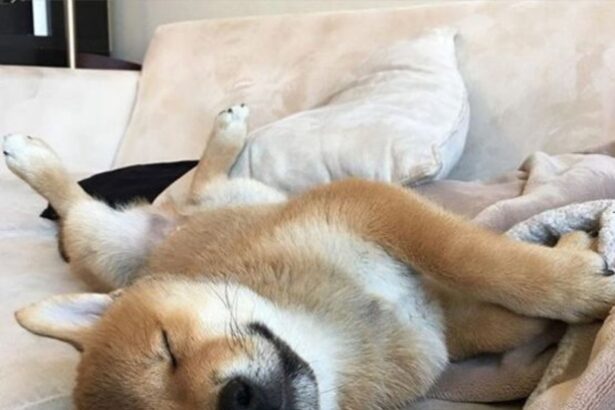 23 Shiba Inus Sleeping In Totally Ridiculous Positions