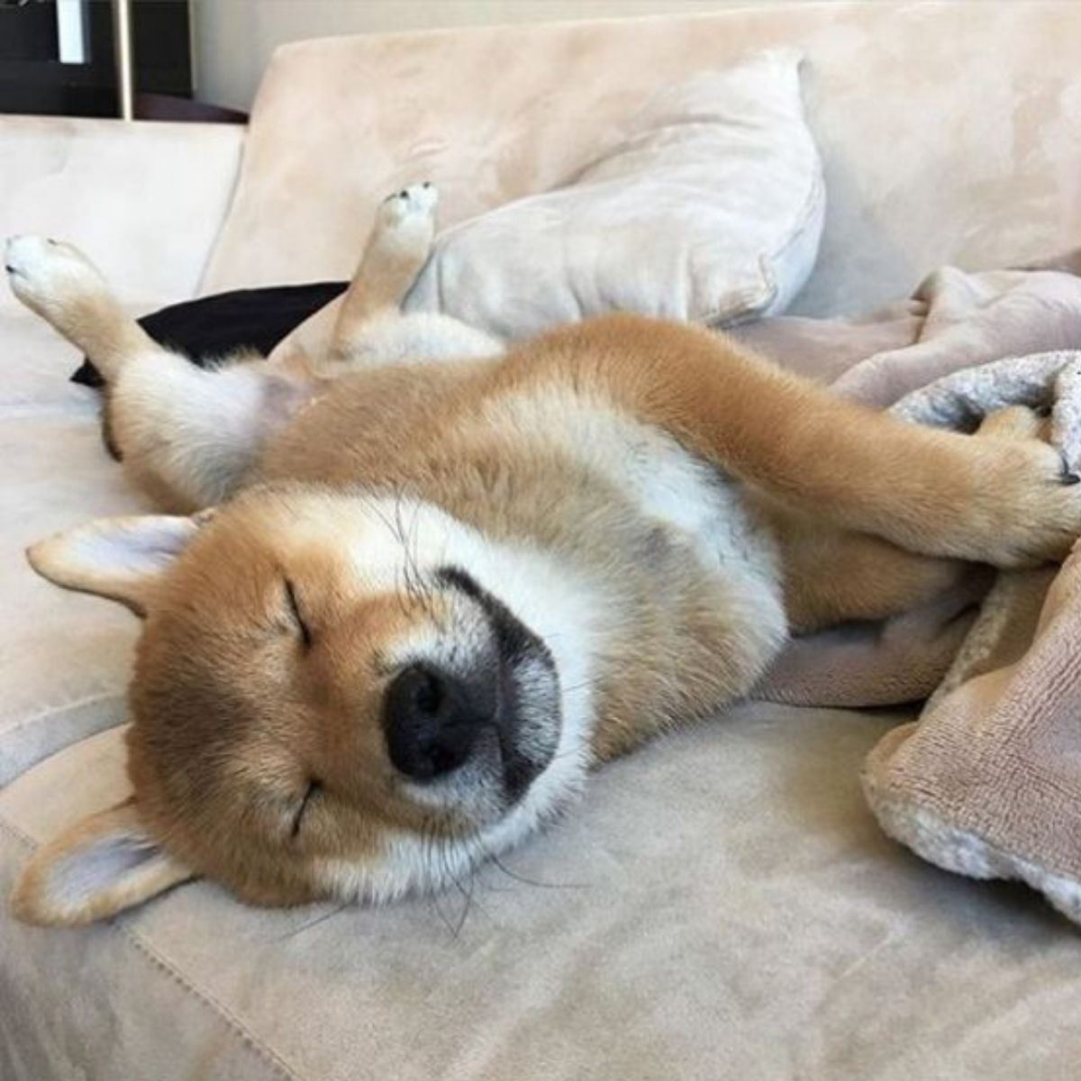 23 Shiba Inus Sleeping In Totally Ridiculous Positions